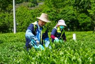 大叶茶全面开采  夏秋茶变“香饽饽”