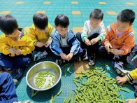 溢水镇伊丫幼儿园：小小巧手剥豆子  劳动体验伴成长
