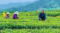 好品竹山丨梦轩庭茶叶