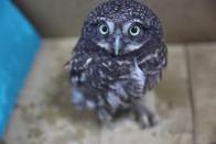 幼鳥雨天練飛  摔落樓下獲救