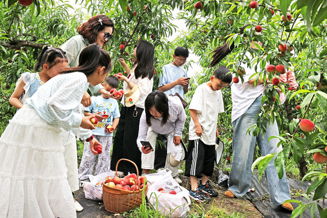 红桃盈满枝  香漫老官寨