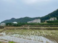 擂鼓镇：西河畔 白鹭飞