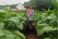 擂鼓镇：烟苗生长旺 人工除草忙