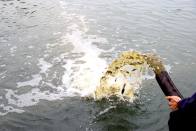 农业农村局：开展增殖放流活动 助力生态环境修复