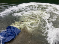 县水利和湖泊局：堵河投放鱼苗 助力生态修复