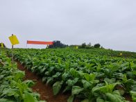 官渡镇：万亩烟叶长势旺 育出致富“黄金叶”