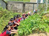沧浪九年制学校小菜园开始采摘