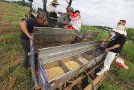 宝丰镇：“玉豆套种”促增收