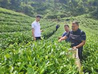 文峰乡：采摘大叶茶  铺就增收致富路