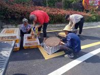 上庸镇：发放鸡苗助振兴 抢抓致富新“鸡”遇