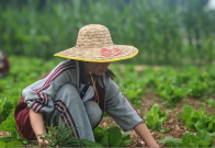 擂鼓镇：农耕研学  传承优秀文化