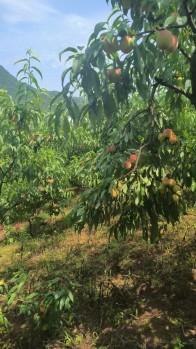 城关镇窑沟村：水蜜桃成熟上市