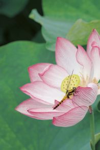 擂鼓镇：“荷”你邂逅 只等你来