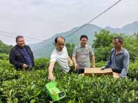 文峰乡：茶园勤管护 造就好“丰”景