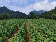 官渡镇：静待绿叶变“黄金” 烤烟田里话振兴