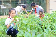 恒升小学劳动基地喜获丰收
