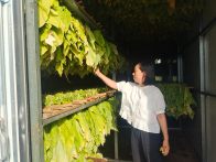 官渡镇：万亩烟叶进入“赶烤期”