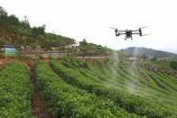 宝丰镇全面开展夏季茶园管护