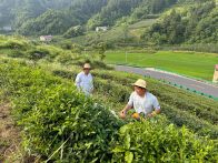 深河乡：管护促高产  茶园焕新颜 