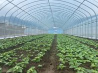 擂鼓镇：丰富“菜篮子”  充实“钱袋子”