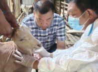 擂鼓镇：羊场“体检” 布病采血进行时