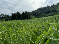 深河乡：启动产业振兴“金色引擎”