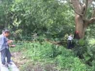 楼台乡开展古树外业调查工作