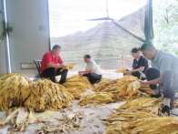 深河乡：十里飘香烟叶灿 助力乡村新发展