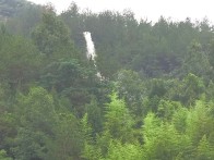 县林业局：科技助力阻击松树“癌症”