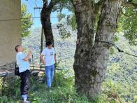 官渡镇：加强古树名木保护