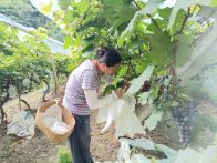 楼台乡观音沟葡萄喜丰收