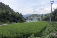 深河乡：无人机助力水稻防治