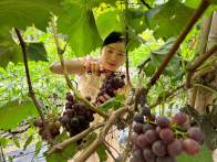 楼台乡：林果产业激活致富“密码”