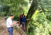 文峰乡：挖掘古树文化 守护绿色家园