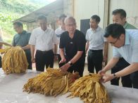 官渡镇：“金叶”飘香季  烟农赶“烤”忙