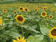 擂鼓西河村百亩油葵绽放迎客来