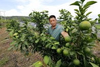 宝丰镇深沟村百亩“红美人”柑橘长势喜人