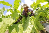 柳林乡：抢时采“金叶”