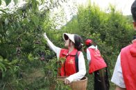 县财政局：助农采摘解民忧  志愿服务暖人心