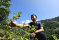 柳林乡80后小伙曾涛返乡创业种植中药材带富乡亲