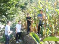 楼台乡：玉豆种植促增收