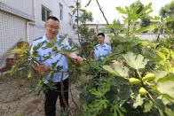 秦古市场监管所：职工菜园蔬果香