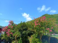 楼台乡：紫薇花开夏意浓