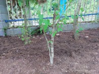 湖北堵河源就地及迁地保护10棵古树名木、23株国家重点保护植物