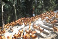 胜利林场：林下散养鸡     肥林促增收