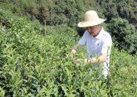 县农业农村局：茶尺蠖爆发成灾，特派员现场指导