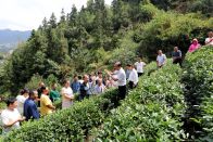 竹山县科技特派员：进村培训，让茶园更有“效益”