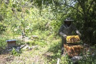 县林业局：林间养蜂 酿出“甜蜜产业”