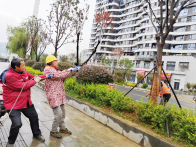 全力实施补植补栽　提升城区绿化景观