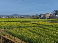 宝丰镇：万亩鎏金春意浓